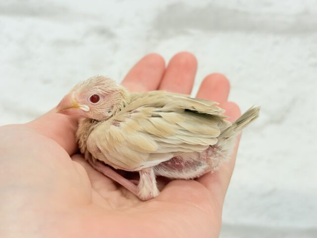 【最新画像更新🪄】癒しミルクティー☕️シナモン文鳥 ヒナ シナモン文鳥
