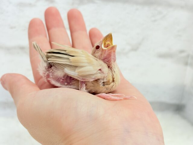 【最新画像更新🪄】癒しミルクティー☕️シナモン文鳥 ヒナ シナモン文鳥