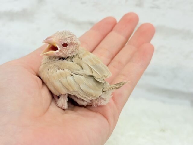 【最新画像更新🪄】癒しミルクティー☕️シナモン文鳥 ヒナ シナモン文鳥