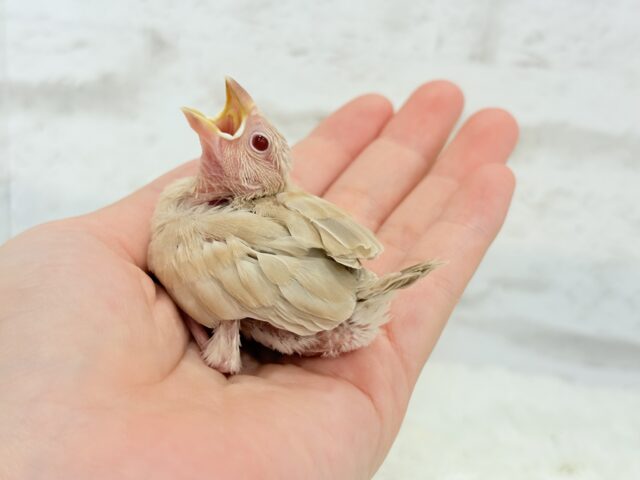 【最新画像更新🪄】癒しミルクティー☕️シナモン文鳥 ヒナ シナモン文鳥