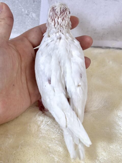オカメインコ