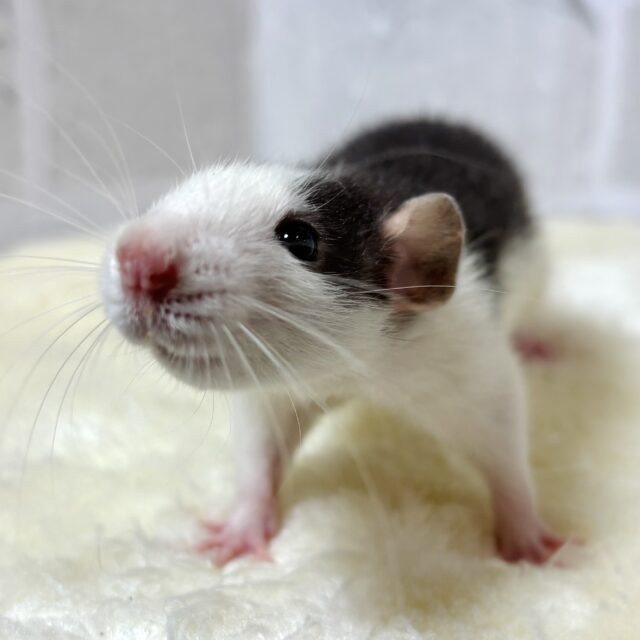 ファンシーラット