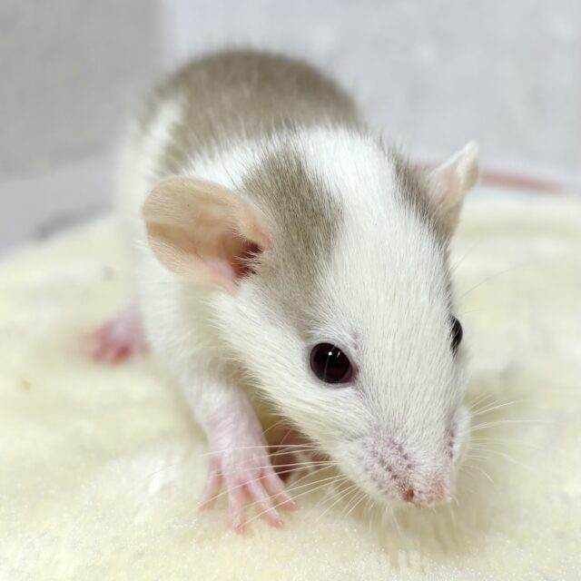 ファンシーラット