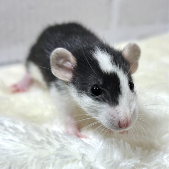 ファンシーラット