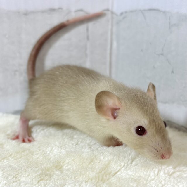 ファンシーラット