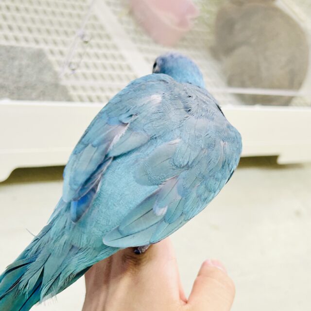 ✨️最新画像✨️ブルーがかわいい🩵かまってちゃんさ