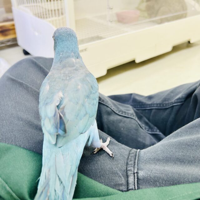 【真緒ページ】「カラフルインコさん」 「サッカーしようよ」 オキナインコのまるちゃんの一芸👏 お返事できるかな？ くるん