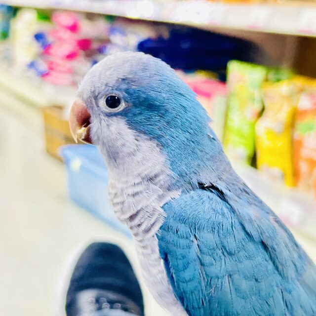 【真緒ページ】「カラフルインコさん」 「サッカーしようよ」 オキナインコ ブルーパリッド 💎🩵✧︎*。