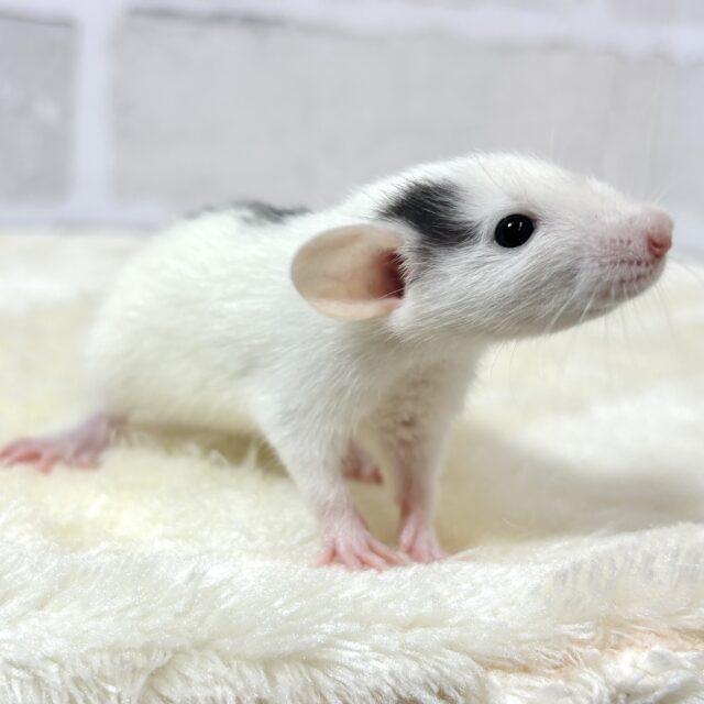 ファンシーラット