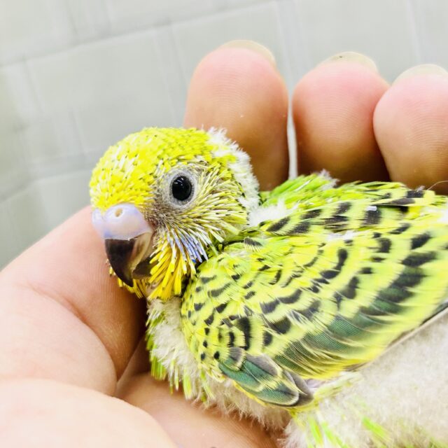 森林浴で心安らぐ！？　セキセイインコ