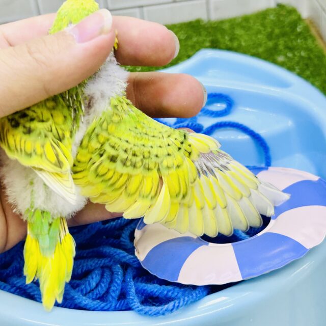 セキセイインコ