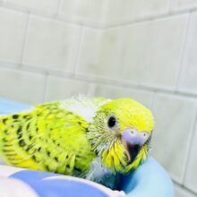 夏と言えばスイカ🍉ですがメロン🍈はいかがですか？？　セキセイインコ