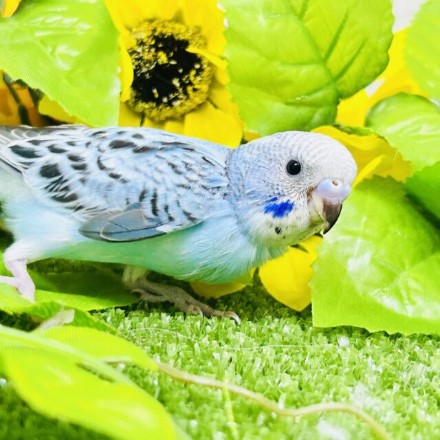 波うららかな爽やかカラー セキセイインコ セキセイインコ