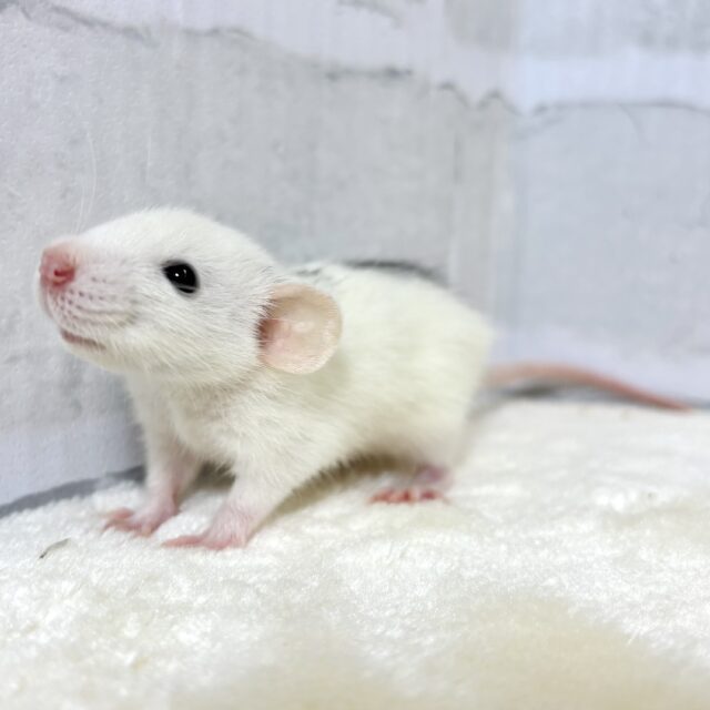 ファンシーラット