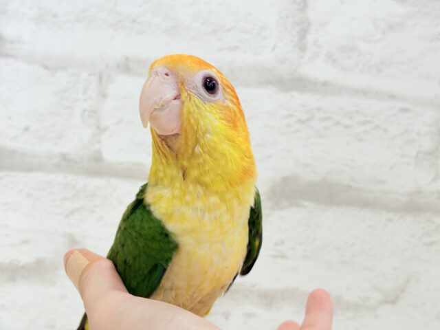 シロハラインコ