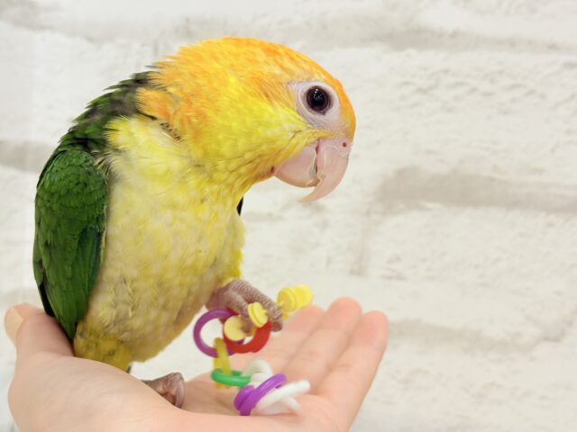 シロハラインコ　アキクサインコ（ルビノー）他 シロハラインコ アキクサインコ（ルビノー）他
