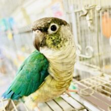 ✨最新画像✨包まれ隊のブルー担当？！🤭💙ワキコガネウロコインコ（ブルー）　2022年3月生まれ