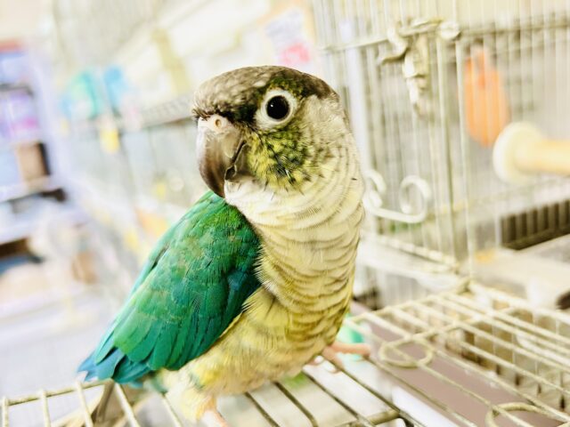 ✨最新画像✨包まれ隊のブルー担当？！🤭💙ワキコガネウロコインコ（ブルー）　2022年3月生まれ