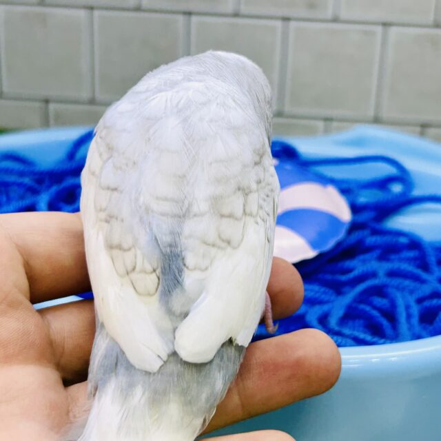 ジャンボセキセイインコ