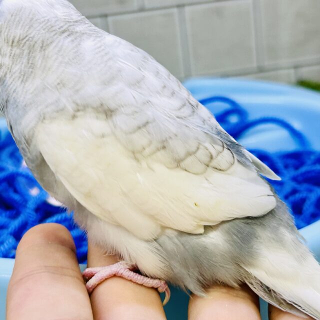 ジャンボセキセイインコ