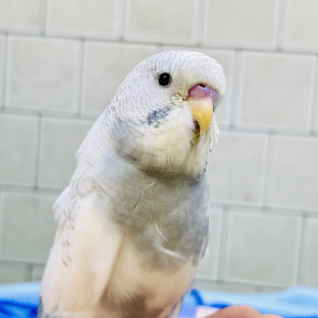 ジャンとやってきました♪　ジャンボセキセイインコ