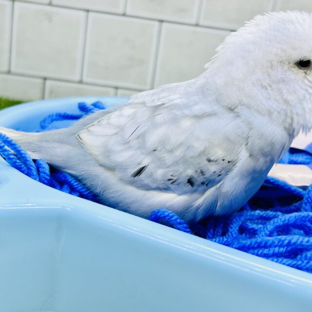 ジャンボセキセイインコ