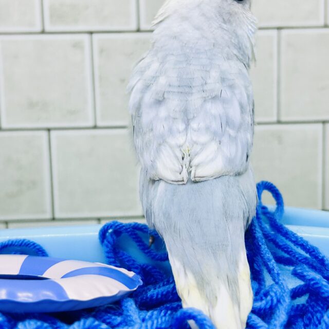 ジャンボセキセイインコ