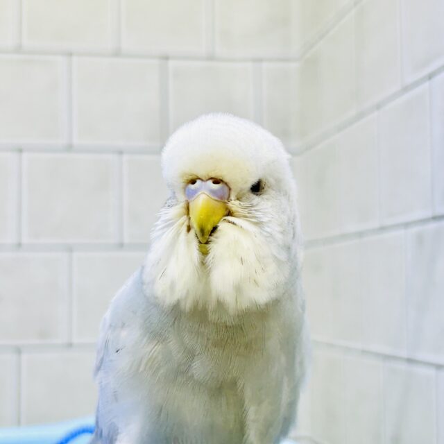 ジャンボセキセイインコ