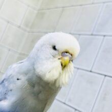 北海道のスターになれちゃうかな？？　ジャンボセキセイインコ
