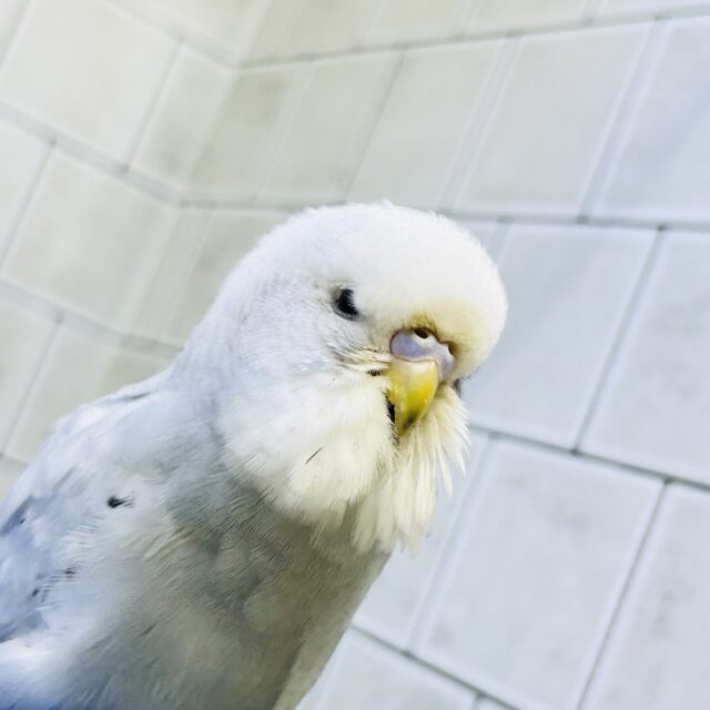 北海道のスターになれちゃうかな？？　ジャンボセキセイインコ
