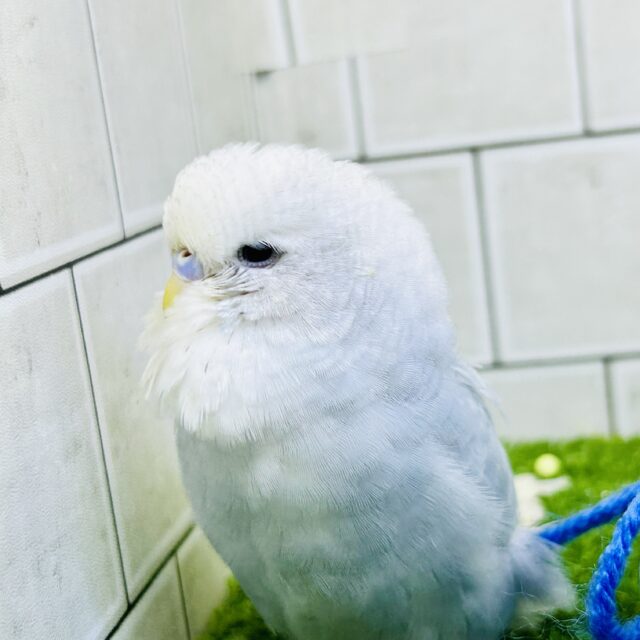 ジャンボセキセイインコ