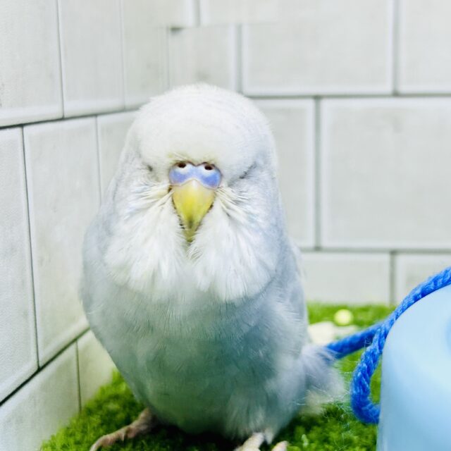 ジャンボセキセイインコ