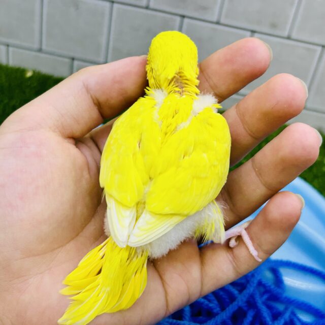 ✨最新画像✨ふりそそぐ太陽は元気の源!! セキセイインコ セキセイインコ