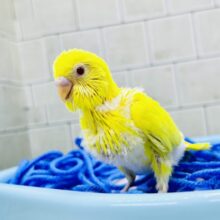 ふりそそぐ太陽は元気の源！！　セキセイインコ