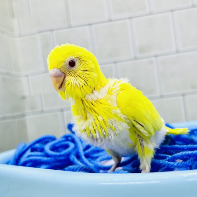 ✨最新画像✨ふりそそぐ太陽は元気の源!! セキセイインコ セキセイインコ