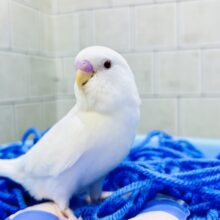 【最新画像更新☆☆】白い砂浜みたいな人気の美カラー♪♪　セキセイインコ