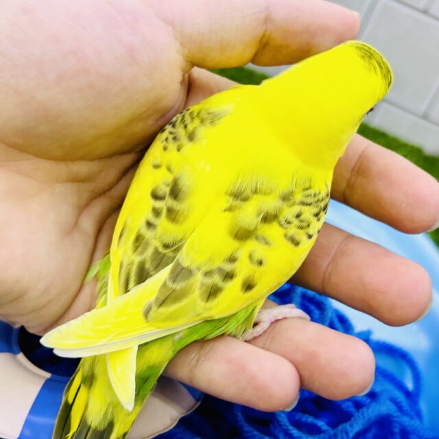 ひまわり畑にごま塩さん♪♪ セキセイインコ セキセイインコ