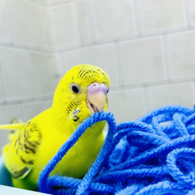 ひまわり畑にごま塩さん♪♪ セキセイインコ セキセイインコ