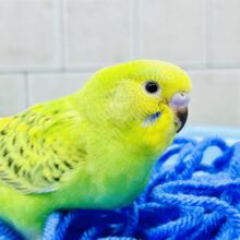 【最新画像更新☆☆】夏と言えばスイカ🍉ですがメロン🍈はいかがですか？？　セキセイインコ
