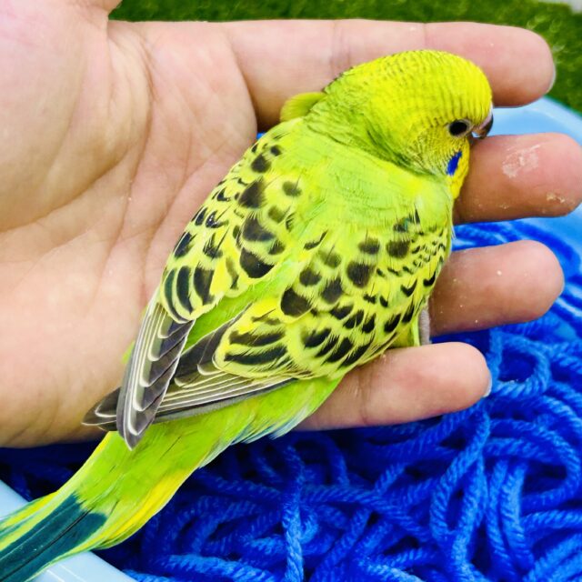 セキセイインコ