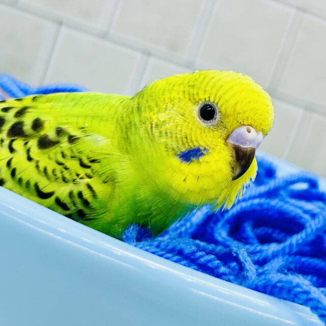 セキセイインコ
