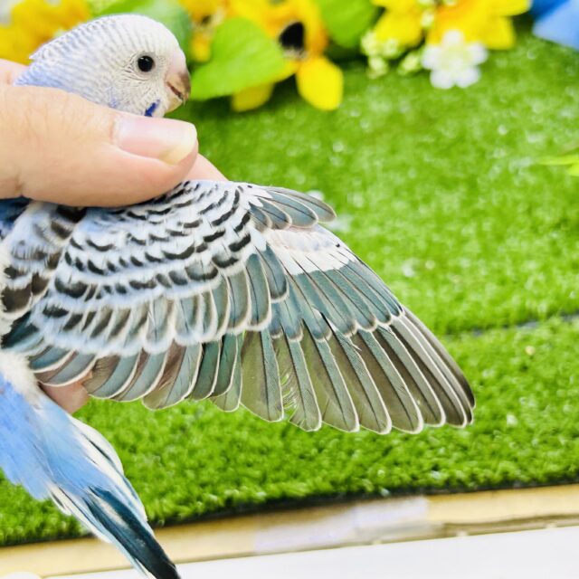 セキセイインコ