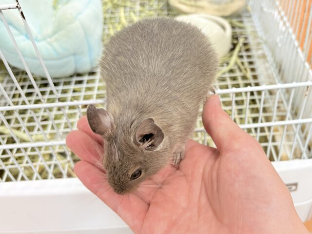 デグー