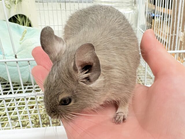 デグー