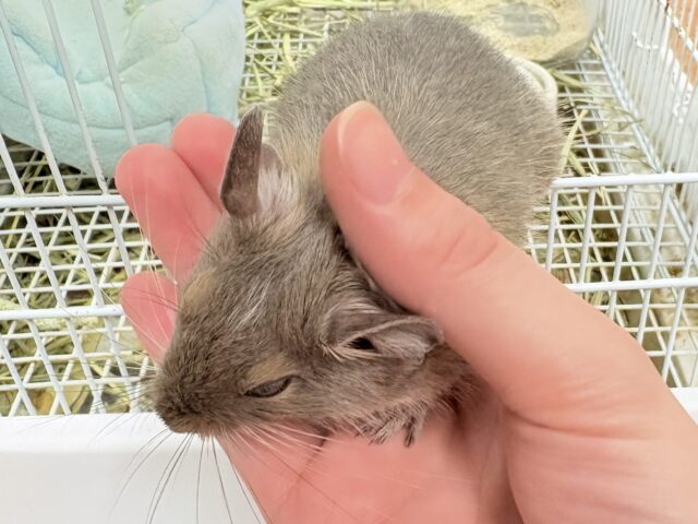デグー