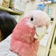 【最新画像更新☆☆】かわいさﾌﾟﾜﾜｯ💖✧*｡オドロキ桃の木❕🍑💭モモイロインコ(2024年4月生まれ)
