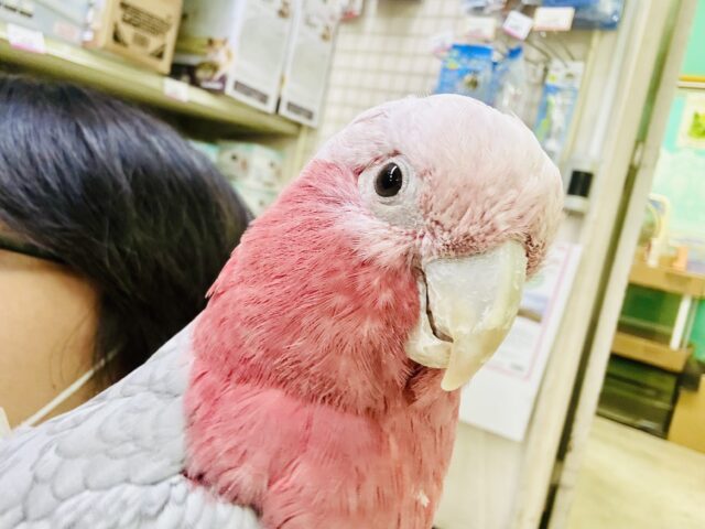 【最新画像更新☆☆】かわいさﾌﾟﾜﾜｯ💖✧*｡オドロキ桃の木❕🍑💭モモイロインコ(2024年4月生まれ)