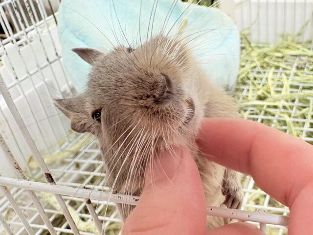デグー