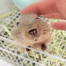 カキカキ大好き❣️デグーのノーマルちゃん‼️(デグー)(ノーマル)