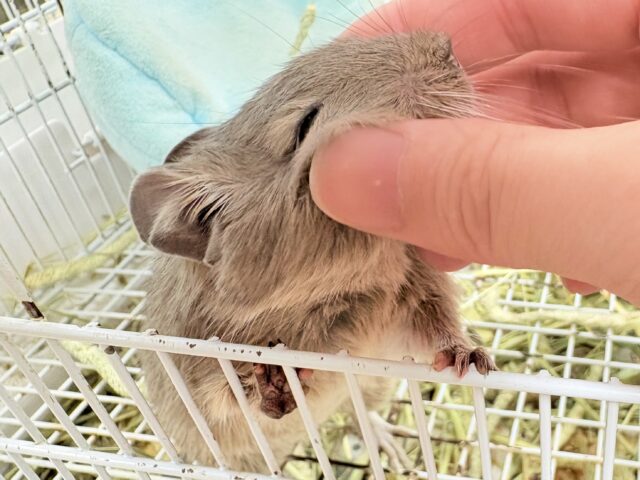 デグー